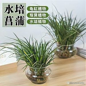 推薦一些適合龍魚缸的植物（十大最旺魚缸的綠植朵朵饞了）