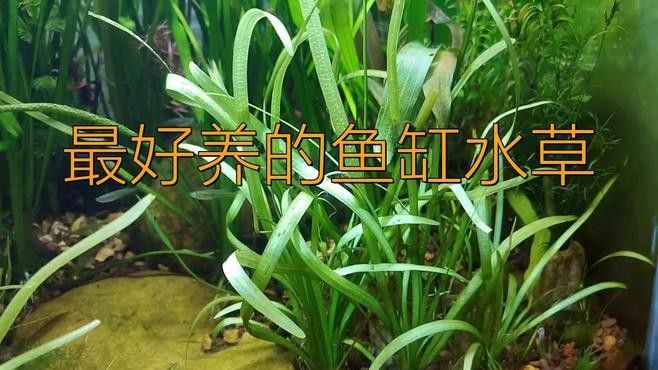 推薦一些適合龍魚缸的植物（十大最旺魚缸的綠植朵朵饞了）