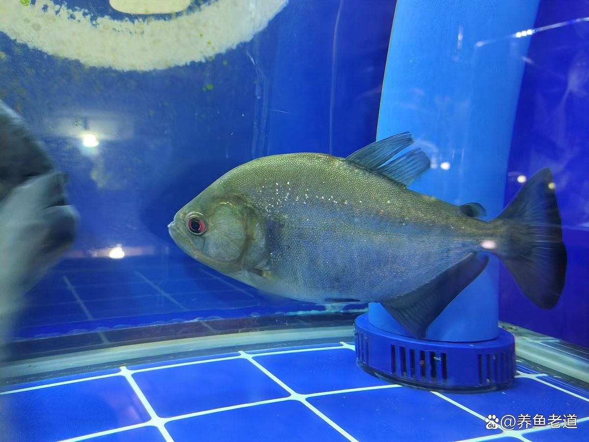 如何減少金龍魚對燕魚的攻擊？（龍魚和燕魚打架怎么辦）