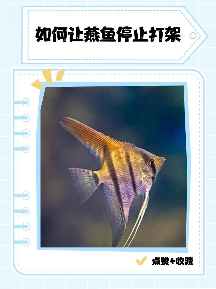 如何減少金龍魚對燕魚的攻擊？（龍魚和燕魚打架怎么辦）