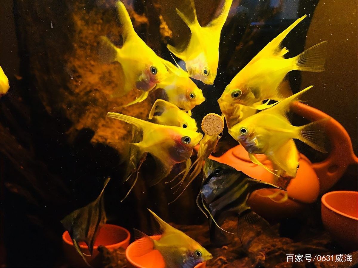如何減少金龍魚對燕魚的攻擊？（龍魚和燕魚打架怎么辦）