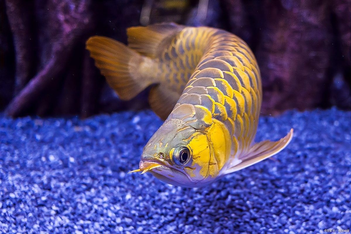 如何減少龍魚對斑馬魚的攻擊？（魚與斑馬魚混養(yǎng)打架分析龍魚混養(yǎng)打架原因及解決方案） 如何減少龍魚對斑馬魚的攻擊？（魚與斑馬魚混養(yǎng)打架分析龍魚混養(yǎng)打架原因及解決方案） 龍魚百科 第1張