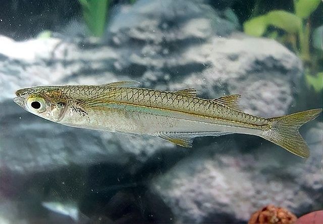 如何判斷飛鳳魚是否在吸食龍魚（飛鳳魚吸食龍魚是否在吸食龍魚的行為特征及環境因素）