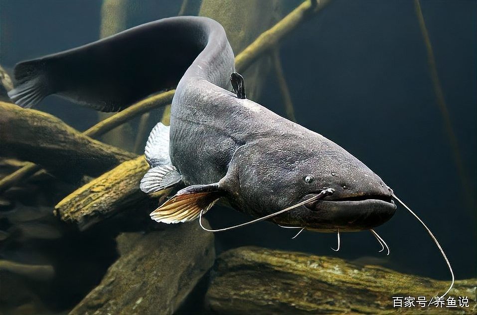 如何判斷飛鳳魚是否在吸食龍魚（飛鳳魚吸食龍魚是否在吸食龍魚的行為特征及環境因素）