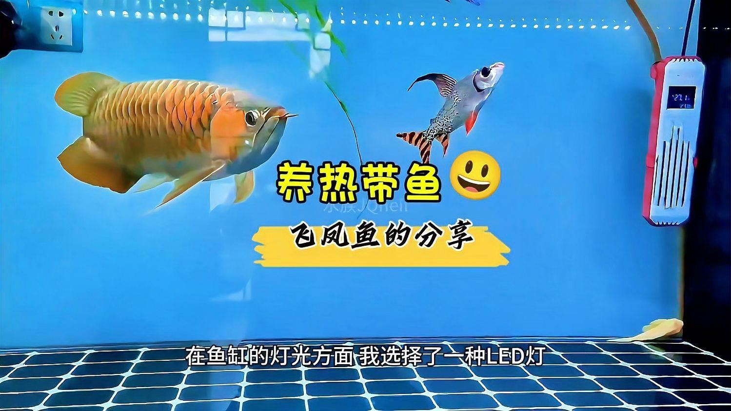 如何判斷飛鳳魚是否在吸食龍魚（飛鳳魚吸食龍魚是否在吸食龍魚的行為特征及環境因素）