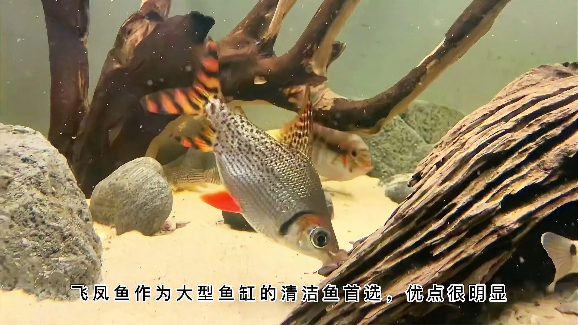 如何判斷飛鳳魚是否在吸食龍魚（飛鳳魚吸食龍魚是否在吸食龍魚的行為特征及環境因素）