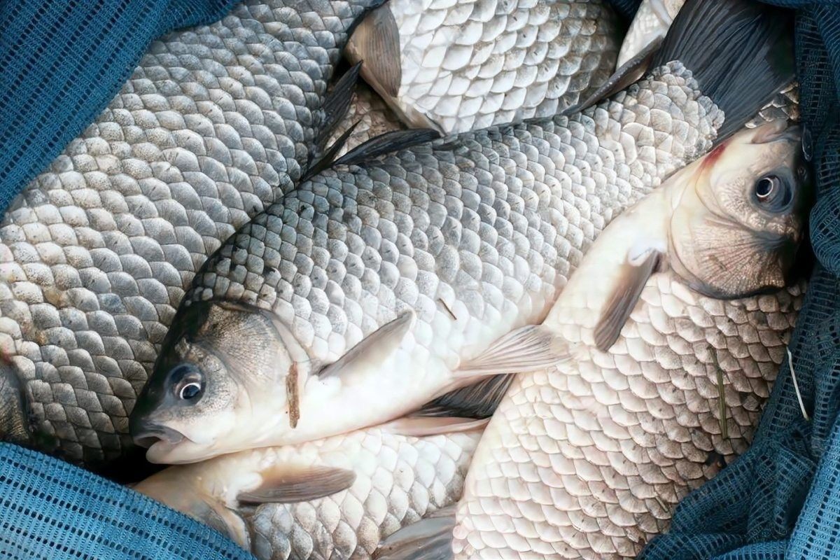 如何判斷飛鳳魚是否在吸食龍魚（飛鳳魚吸食龍魚是否在吸食龍魚的行為特征及環境因素）