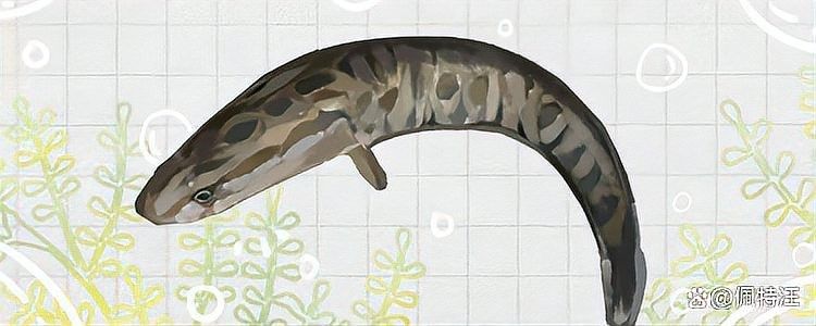 黑魚在魚缸里吃什么食物（黑魚吃什么食物才能養活）