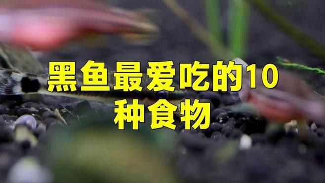 黑魚在魚缸里吃什么食物（黑魚吃什么食物才能養活）