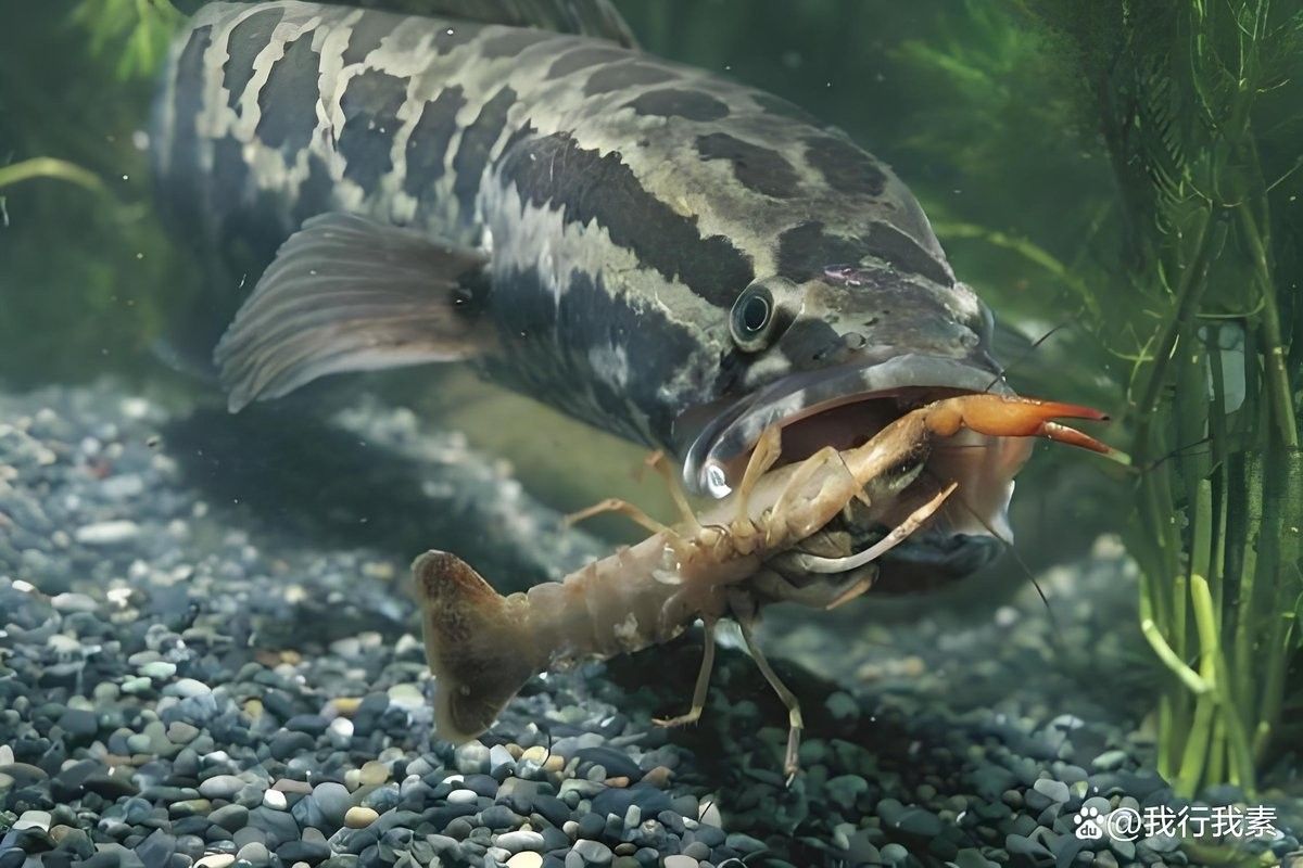 黑魚在魚缸里吃什么食物（黑魚吃什么食物才能養活）