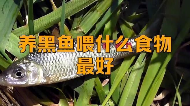 黑魚在魚缸里吃什么食物（黑魚吃什么食物才能養活）