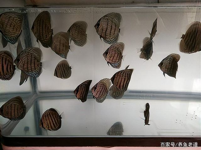 龍魚浮水面是鰓病嗎（魚浮水面是鰓病的一種表現但并非所有龍魚都患有鰓病） 龍魚浮水面是鰓病嗎（魚浮水面是鰓病的一種表現但并非所有龍魚都患有鰓病） 龍魚百科 第3張