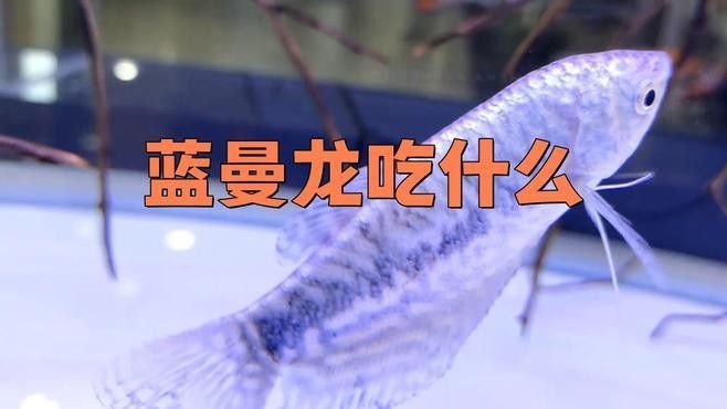曼龍魚多久喂一次食物（曼龍魚多久喂一次食物合適，） 曼龍魚多久喂一次食物（曼龍魚多久喂一次食物合適，） 龍魚百科 第1張