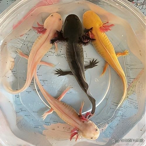 六角恐龍魚脫皮需要多長時間
