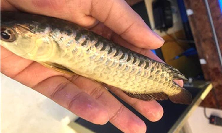 龍魚多久不打氧會死（魚缺氧撐多久從種類到水溫全是過日子的實在門道小愛生活百科）