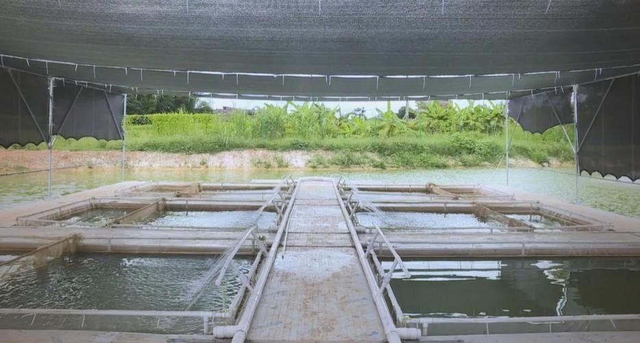 羅平哪個(gè)水族館龍魚(yú)好？祥龍魚(yú)場(chǎng)龍魚(yú)（廣州祥龍魚(yú)場(chǎng)年產(chǎn)值約10億元里水龍魚(yú)“游向”世界）
