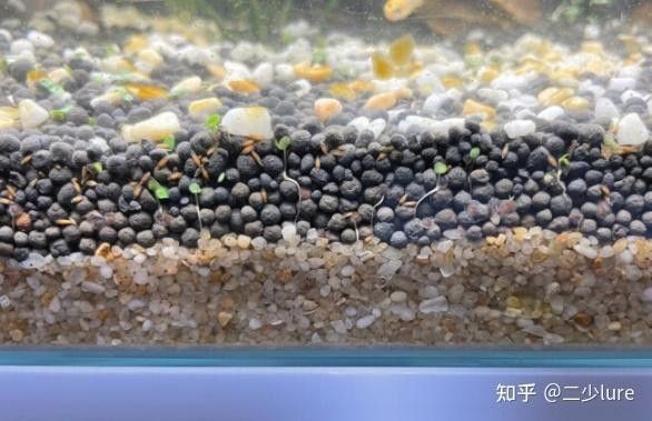 哪種底砂最適合新手？（哪種底砂最適合新手） 哪種底砂最適合新手？（哪種底砂最適合新手） 龍魚百科 第7張