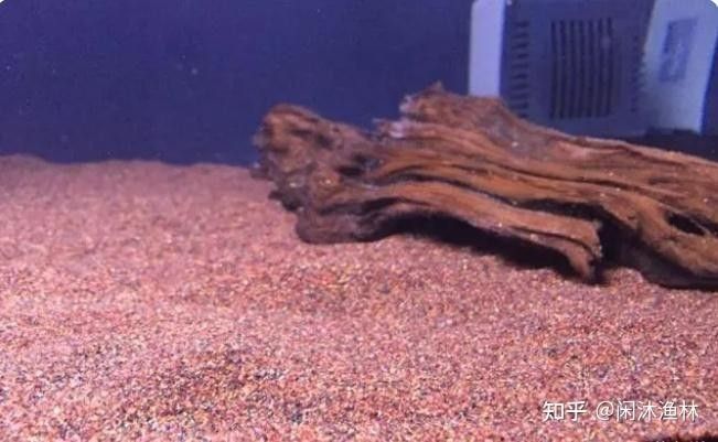 哪種底砂最適合新手？（哪種底砂最適合新手） 哪種底砂最適合新手？（哪種底砂最適合新手） 龍魚百科 第8張