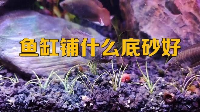 哪種底砂最適合新手？（哪種底砂最適合新手） 哪種底砂最適合新手？（哪種底砂最適合新手） 龍魚百科 第9張