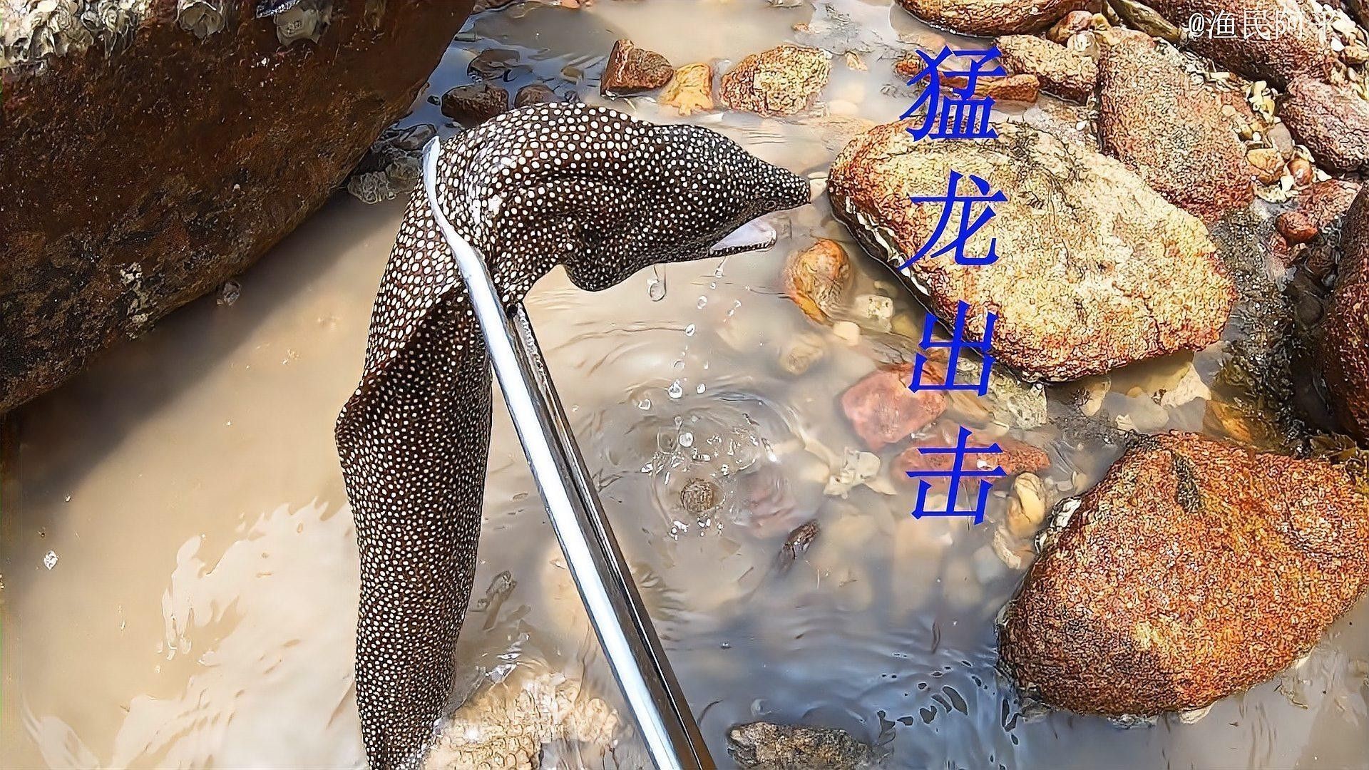 海龍有哪些常見的配伍方法（海龍與什么魚搭配最好）