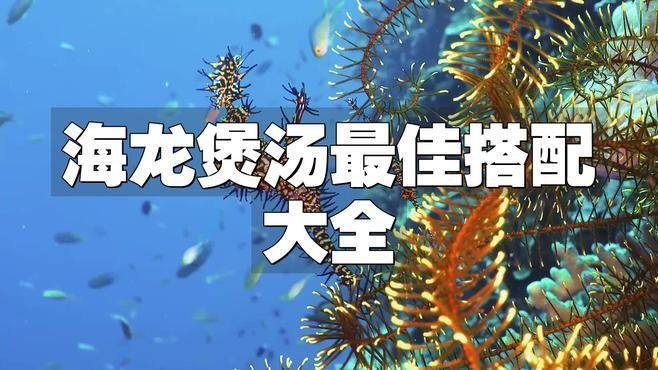 海龍有哪些常見的配伍方法（海龍與什么魚搭配最好）