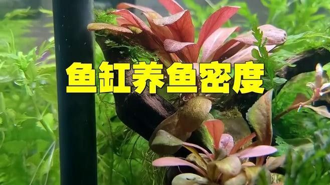 80的缸適合養多少條魚？（80升的魚缸適合養多少條魚）