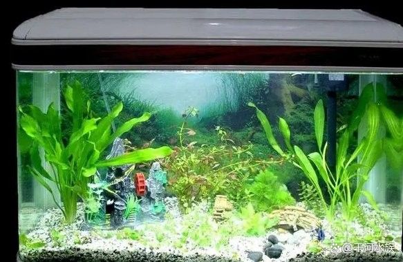 紅龍魚開燈時間多久合適？（紅龍魚開燈時間需分階段科學管理）