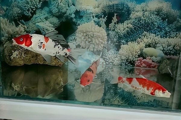 龍魚趴缸加鹽后多久見效？（呼倫貝爾大草原的貓咪們,龍魚趴缸原因及解決方法）