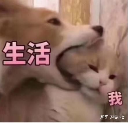 如何在知乎上建立個(gè)人品牌？（知乎上如何建立個(gè)人品牌？） 如何在知乎上建立個(gè)人品牌？（知乎上如何建立個(gè)人品牌？） 龍魚(yú)百科 第6張