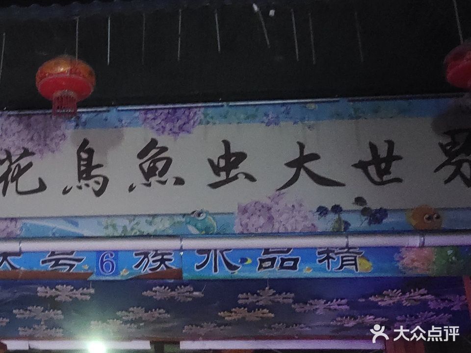 濟南龍魚市場在哪個位置（濟南龍魚市場哪個品種最全） 濟南龍魚市場在哪個位置（濟南龍魚市場哪個品種最全） 龍魚百科 第1張