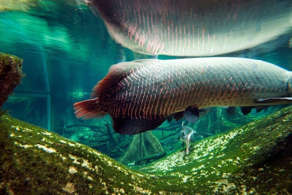 鬼王雷龍的最佳繁殖環境是什么（雷龍魚怎么養揭秘雷龍魚養殖的四大黃金法則）