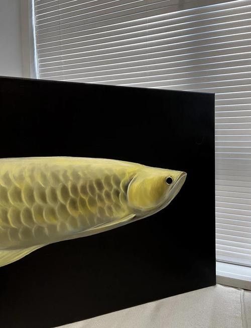 如何選擇適合高背金龍魚的魚缸（適合高背金龍魚的魚缸時需要考慮幾個關鍵因素以確保魚類的健康和魚缸的美觀）
