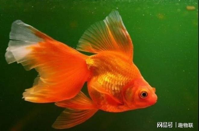 如何給金龍魚進行鹽浴？（給金龍魚進行鹽浴的基本步驟） 如何給金龍魚進行鹽浴？（給金龍魚進行鹽浴的基本步驟） 龍魚百科 第5張