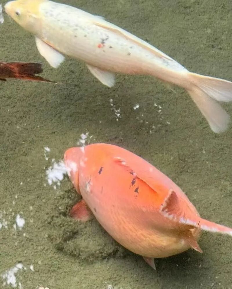 臨沭哪個(gè)水族館龍魚(yú)好？祥龍魚(yú)場(chǎng)龍魚(yú)（臨沭縣的祥龍魚(yú)場(chǎng)是一個(gè)集觀賞、教育與生態(tài)保護(hù)于一體的優(yōu)質(zhì)水族館） 臨沭哪個(gè)水族館龍魚(yú)好？祥龍魚(yú)場(chǎng)龍魚(yú)（臨沭縣的祥龍魚(yú)場(chǎng)是一個(gè)集觀賞、教育與生態(tài)保護(hù)于一體的優(yōu)質(zhì)水族館） 龍魚(yú)百科 第7張