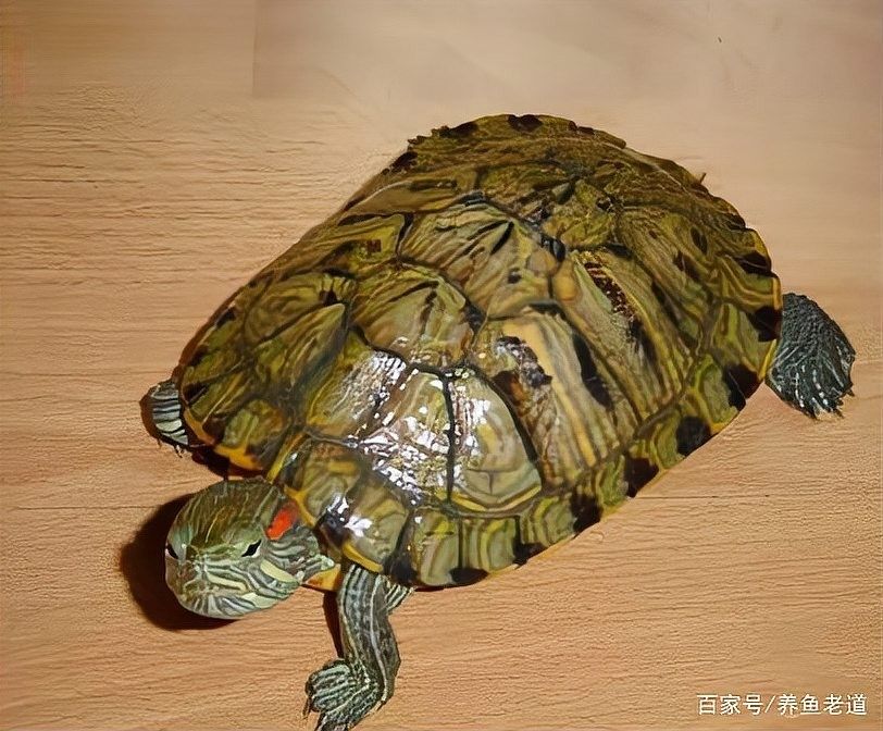 哪些魚適合混養？（觀賞魚混養有什么需要注意的） 哪些魚適合混養？（觀賞魚混養有什么需要注意的） 龍魚百科 第6張