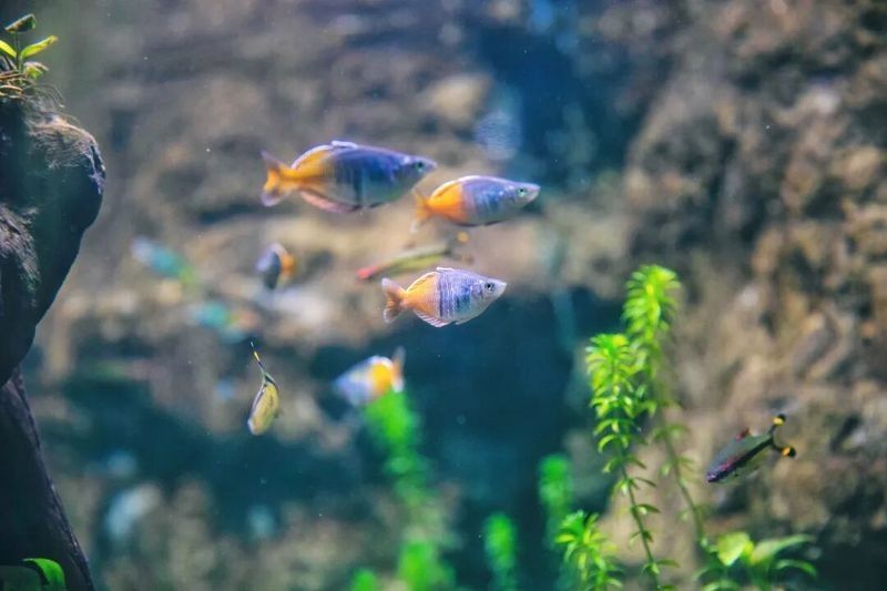 紅龍魚爛鰭會傳染嗎？（大魚來了這幾種常見的水生寵物,家里有娃的別直接碰） 紅龍魚爛鰭會傳染嗎？（大魚來了這幾種常見的水生寵物,家里有娃的別直接碰） 龍魚百科 第6張