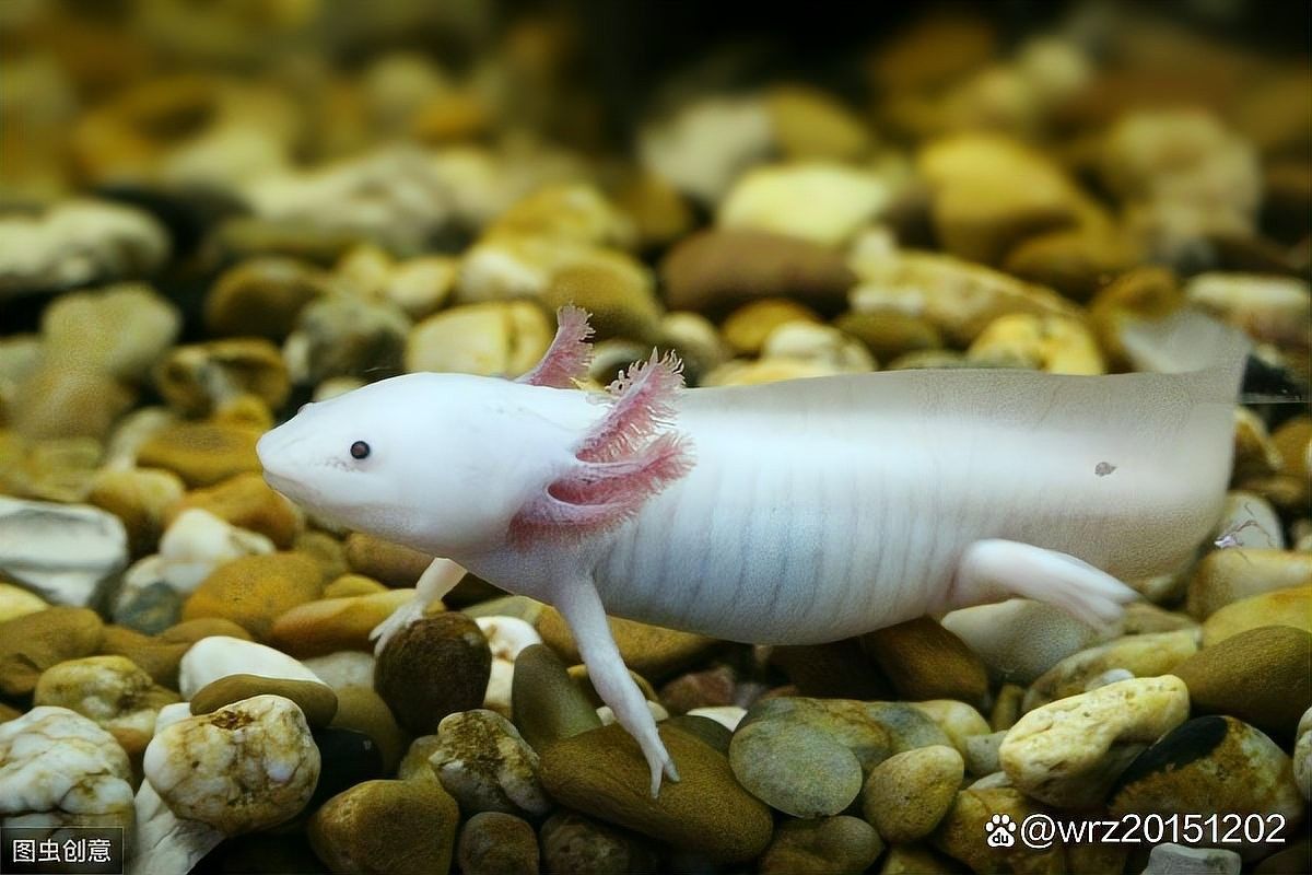 如何拍攝六角恐龍魚(yú)進(jìn)食（六角恐龍魚(yú)的正確喂食方式） 如何拍攝六角恐龍魚(yú)進(jìn)食（六角恐龍魚(yú)的正確喂食方式） 龍魚(yú)百科 第8張