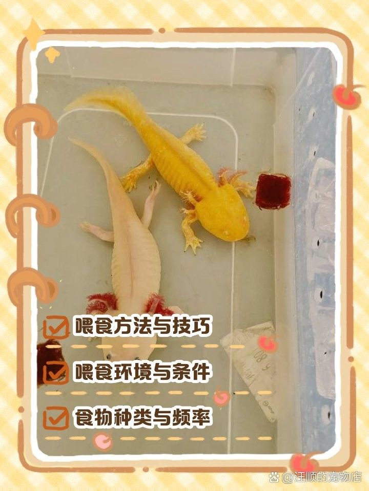 如何拍攝六角恐龍魚(yú)進(jìn)食（六角恐龍魚(yú)的正確喂食方式） 如何拍攝六角恐龍魚(yú)進(jìn)食（六角恐龍魚(yú)的正確喂食方式） 龍魚(yú)百科 第4張