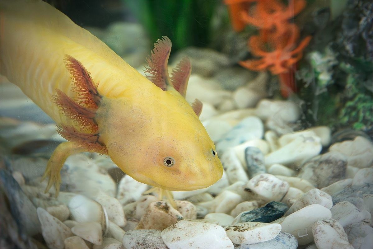 如何拍攝六角恐龍魚(yú)進(jìn)食（六角恐龍魚(yú)的正確喂食方式） 如何拍攝六角恐龍魚(yú)進(jìn)食（六角恐龍魚(yú)的正確喂食方式） 龍魚(yú)百科 第9張