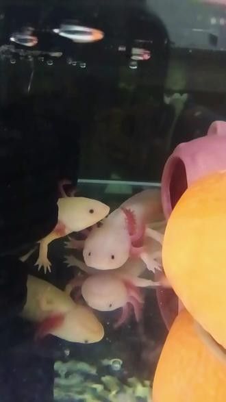 如何拍攝六角恐龍魚(yú)進(jìn)食（六角恐龍魚(yú)的正確喂食方式） 如何拍攝六角恐龍魚(yú)進(jìn)食（六角恐龍魚(yú)的正確喂食方式） 龍魚(yú)百科 第10張
