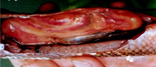 如何區(qū)分其他常見(jiàn)魚病？（10月全國(guó)水產(chǎn)養(yǎng)殖病害預(yù)測(cè)預(yù)報(bào)視界網(wǎng)水產(chǎn)養(yǎng)殖病害預(yù)測(cè)） 如何區(qū)分其他常見(jiàn)魚病？（10月全國(guó)水產(chǎn)養(yǎng)殖病害預(yù)測(cè)預(yù)報(bào)視界網(wǎng)水產(chǎn)養(yǎng)殖病害預(yù)測(cè)） 龍魚百科 第5張