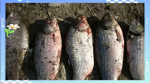 如何區(qū)分其他常見(jiàn)魚病？（10月全國(guó)水產(chǎn)養(yǎng)殖病害預(yù)測(cè)預(yù)報(bào)視界網(wǎng)水產(chǎn)養(yǎng)殖病害預(yù)測(cè)） 如何區(qū)分其他常見(jiàn)魚病？（10月全國(guó)水產(chǎn)養(yǎng)殖病害預(yù)測(cè)預(yù)報(bào)視界網(wǎng)水產(chǎn)養(yǎng)殖病害預(yù)測(cè)） 龍魚百科 第7張