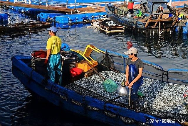 哪種魚更常見于市場？（哪種魚適合新手烹飪，草魚和鰱魚哪個更受歡迎？）
