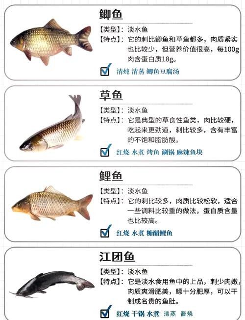 哪種魚更常見于市場？（哪種魚適合新手烹飪，草魚和鰱魚哪個更受歡迎？）