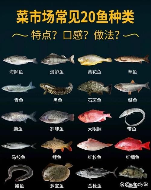 哪種魚更常見于市場？（哪種魚適合新手烹飪，草魚和鰱魚哪個更受歡迎？）
