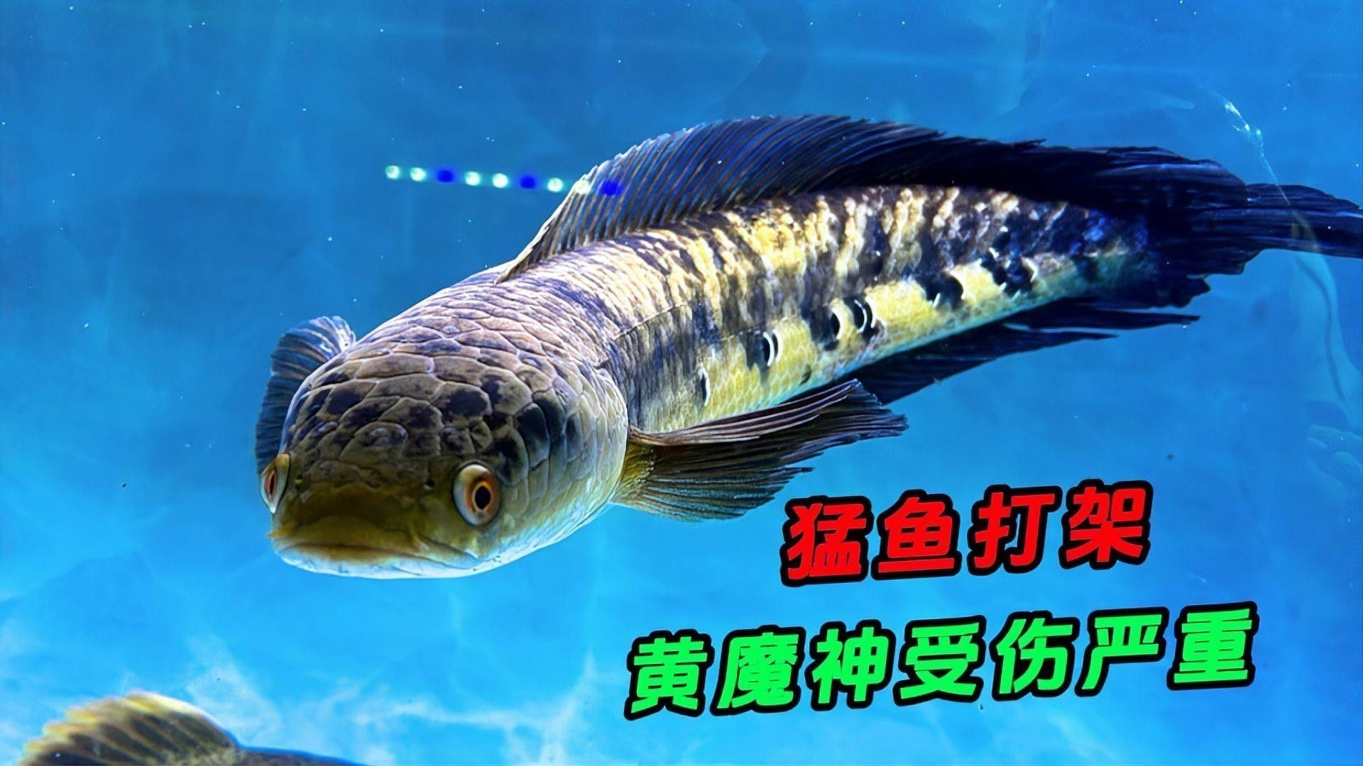 雷龍魚打架會受傷嗎？（雷龍魚在打斗中容易受傷其攻擊性和領(lǐng)地意識是導(dǎo)致傷害的主要原因）