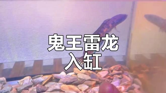 雷龍魚打架會受傷嗎？（雷龍魚在打斗中容易受傷其攻擊性和領(lǐng)地意識是導(dǎo)致傷害的主要原因）