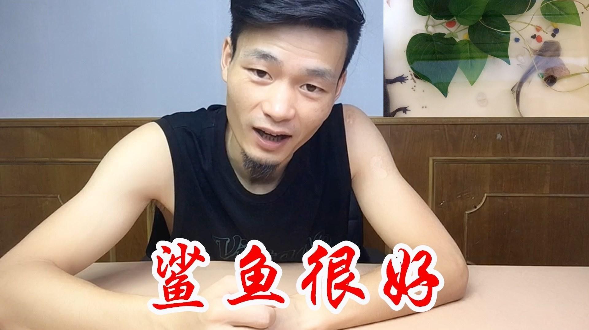 如何訓練恐龍魚提高互動性（如何訓練六角恐龍魚的互動性） 如何訓練恐龍魚提高互動性（如何訓練六角恐龍魚的互動性） 龍魚百科 第2張