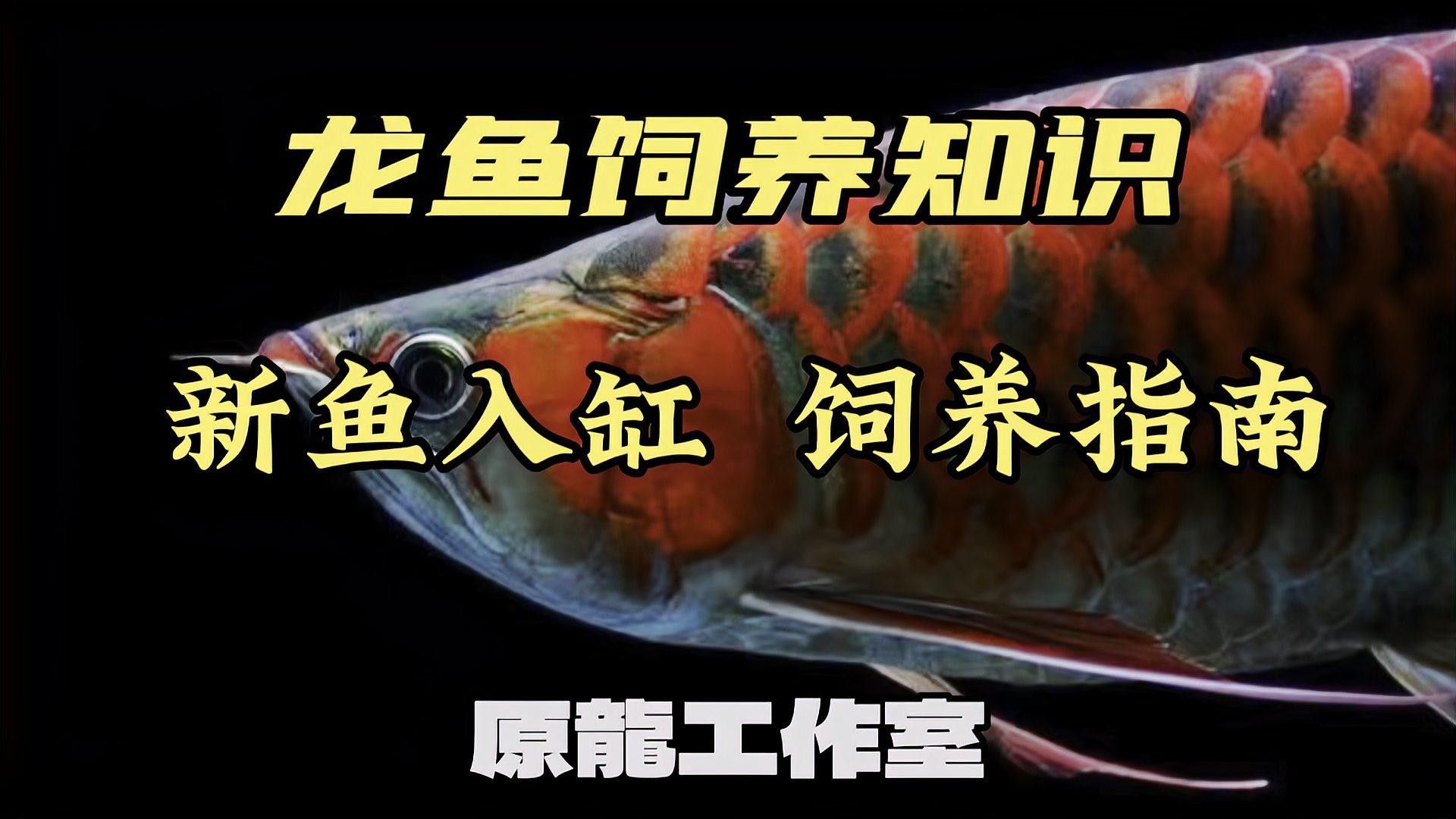 龍魚多久適應新溫度（龍魚如何適應新水溫）