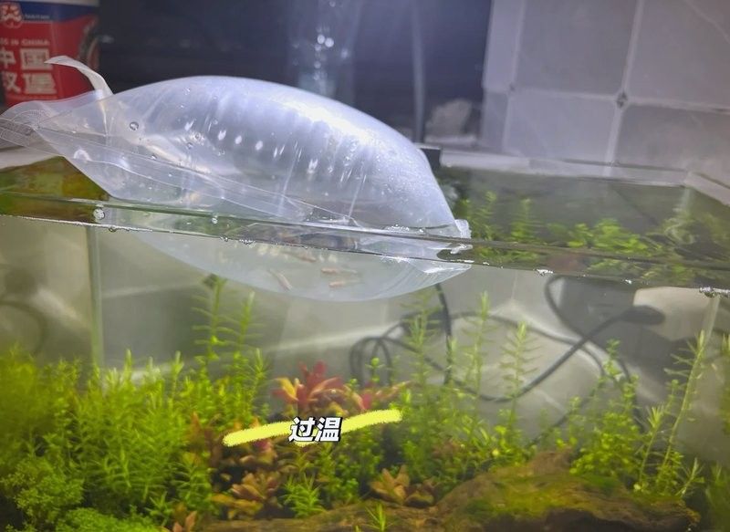 龍魚多久適應新溫度（龍魚如何適應新水溫）